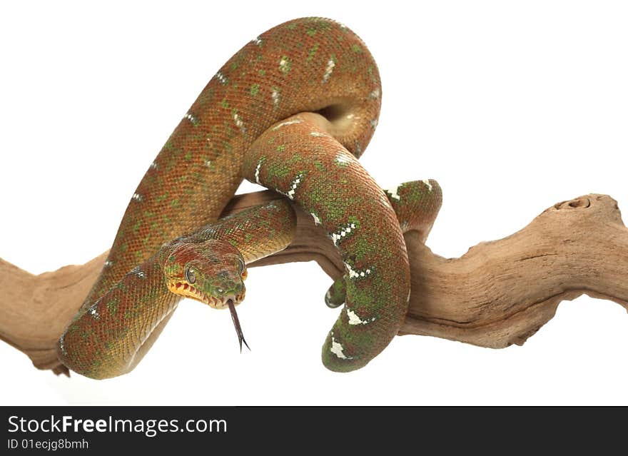 Emerald Tree Boa (Corallus caninus) isolated on white background.