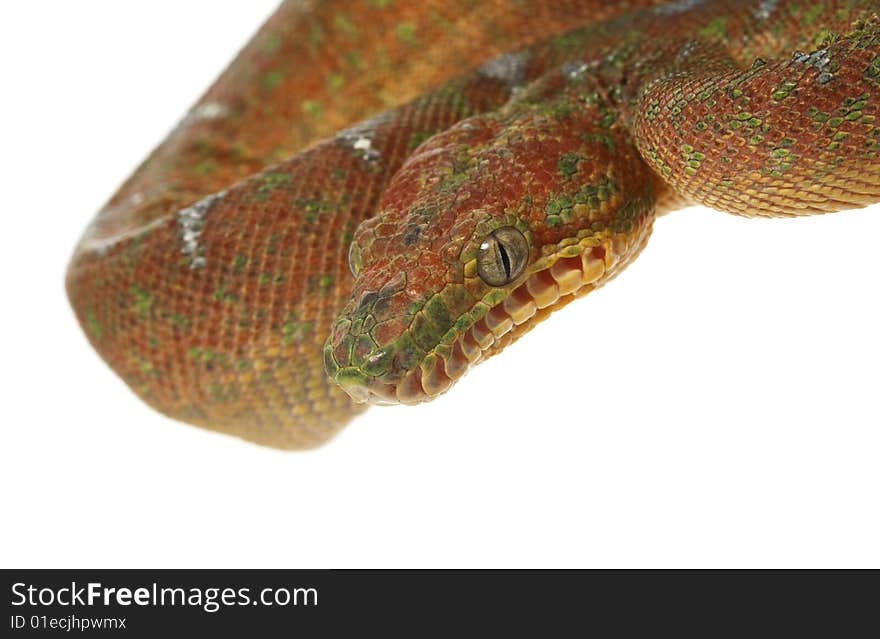 Emerald Tree Boa (Corallus caninus) isolated on white background.