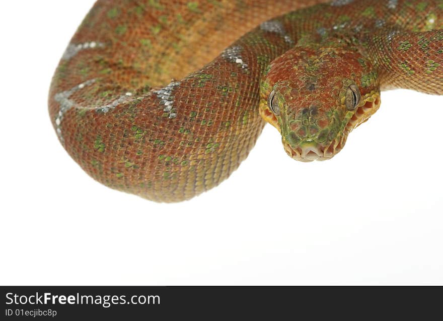 Emerald Tree Boa (Corallus caninus) isolated on white background.