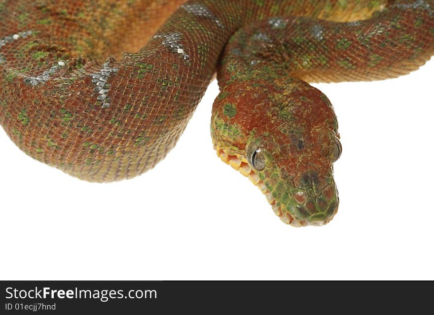 Emerald Tree Boa (Corallus caninus) isolated on white background.