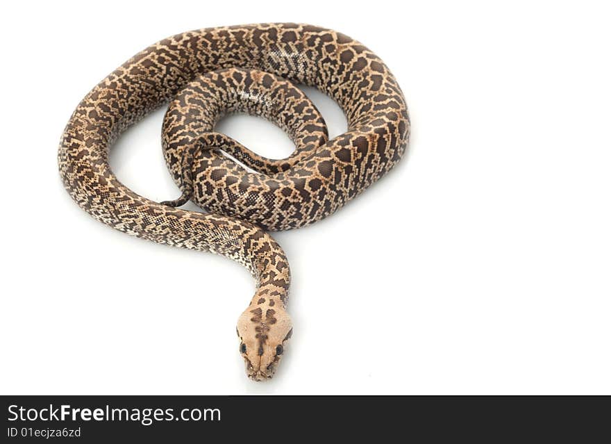 Granit Burmese Python