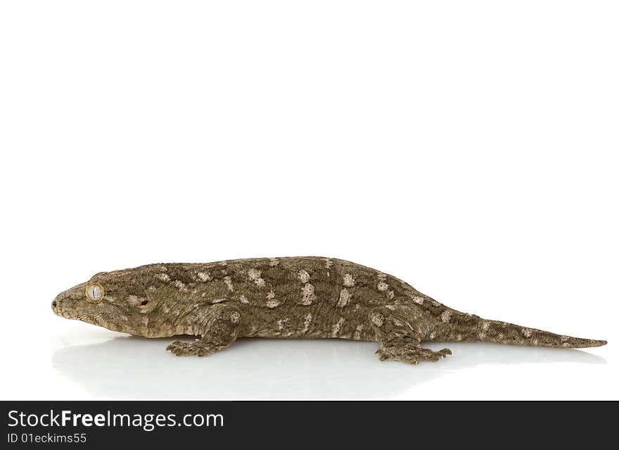 New Caledonian Giant Gecko