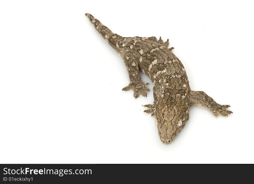 New Caledonian Giant Gecko