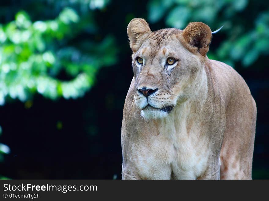 Female African Lion