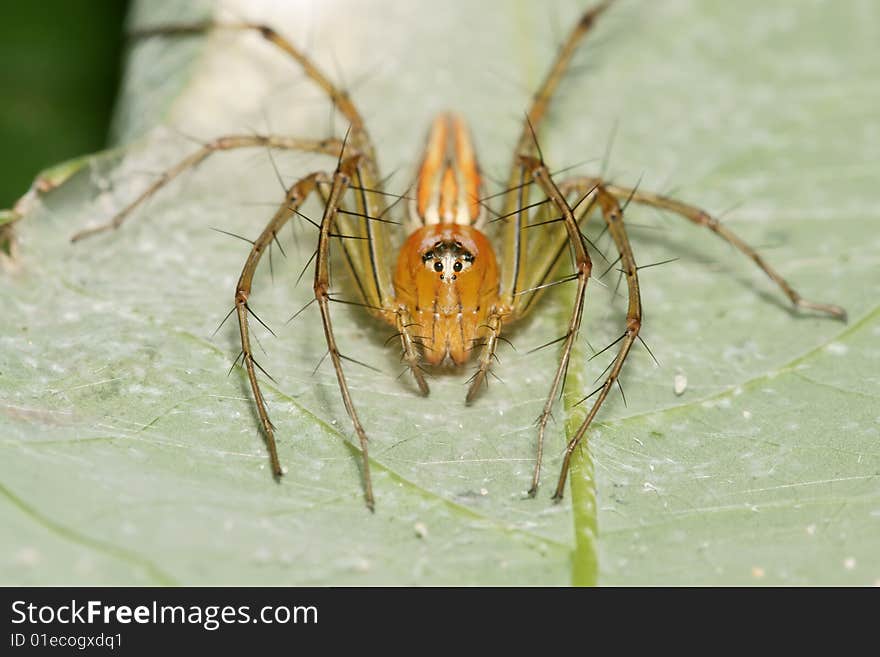 Orange Lynx Spider face Portrait