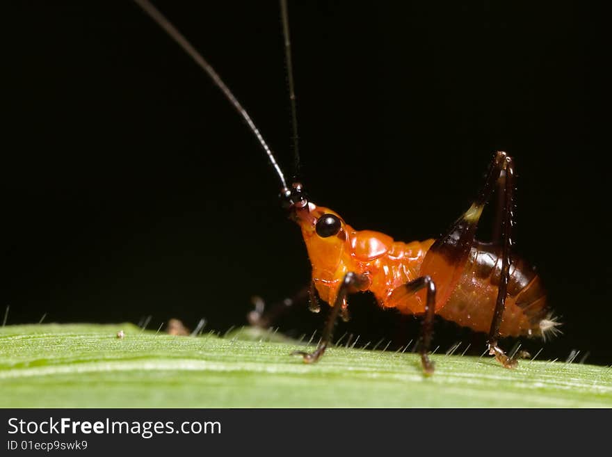 Grasshopper - Conocephalus Melas