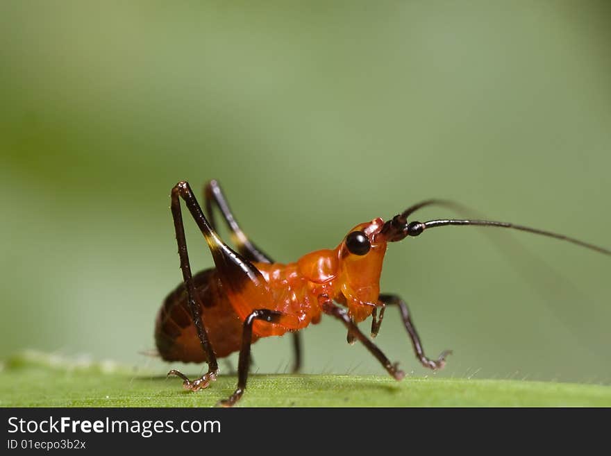 Grasshopper - Conocephalus melas