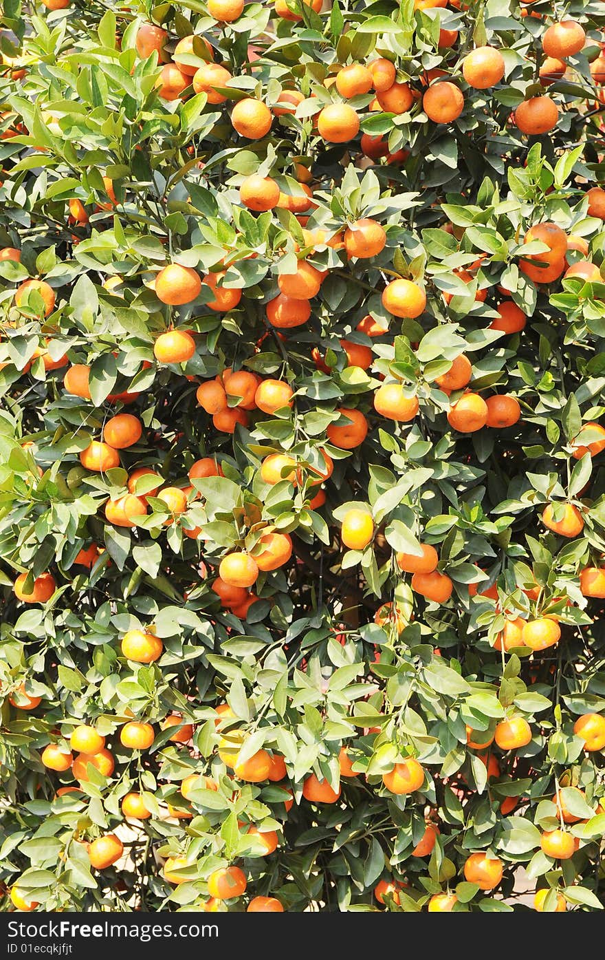 The small orange tree