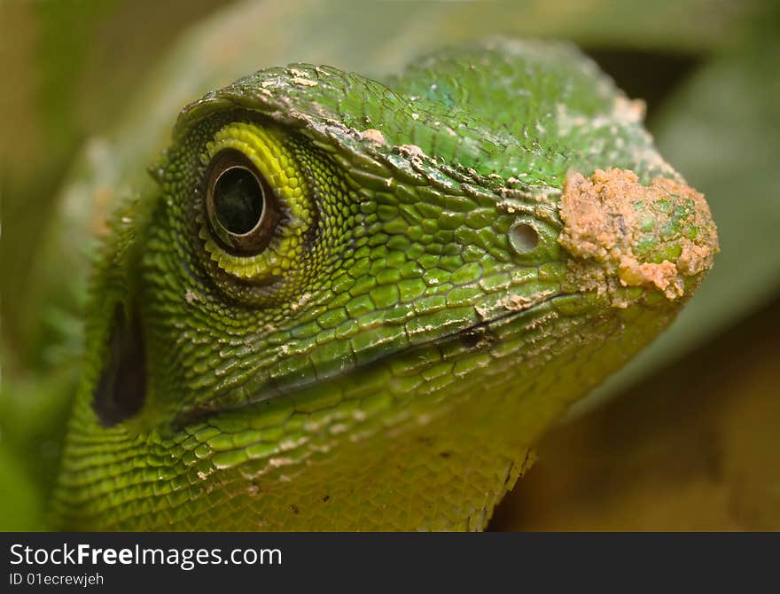 Green Lizard - Polychrotidae or Anoles