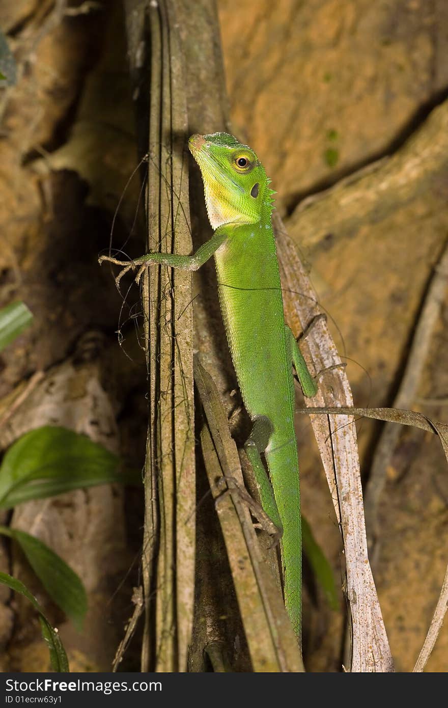 Green Lizard on dry leaf. Green Lizard on dry leaf