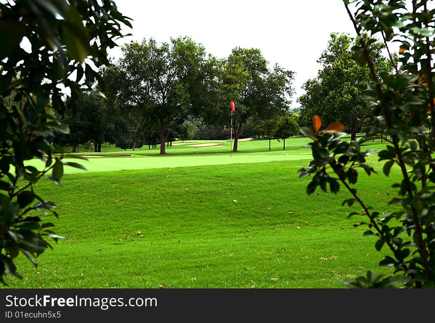 View of golf green thru bushes with trees behind green. View of golf green thru bushes with trees behind green