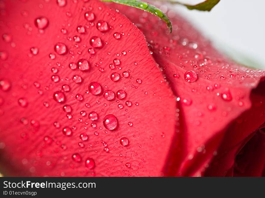 Beautiful red rose with water droplets.