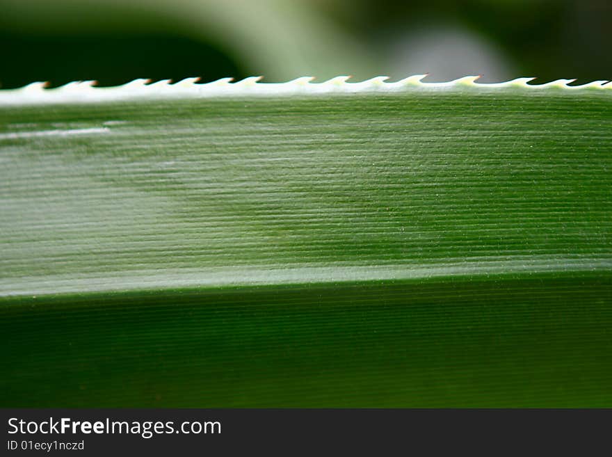 Plant aloe vera. Natural  background. Close-up. Plant aloe vera. Natural  background. Close-up.