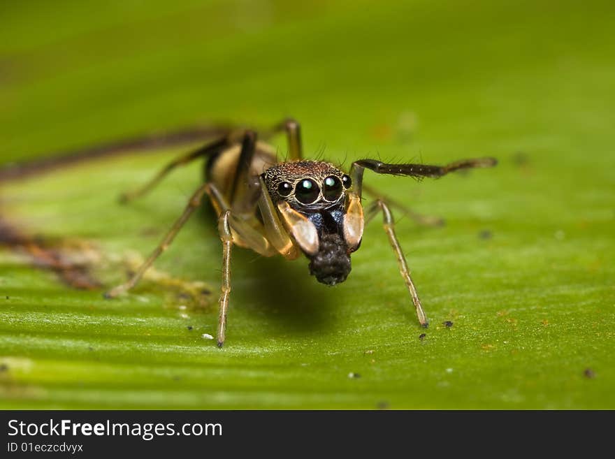 Jumping Spider action on green leaf