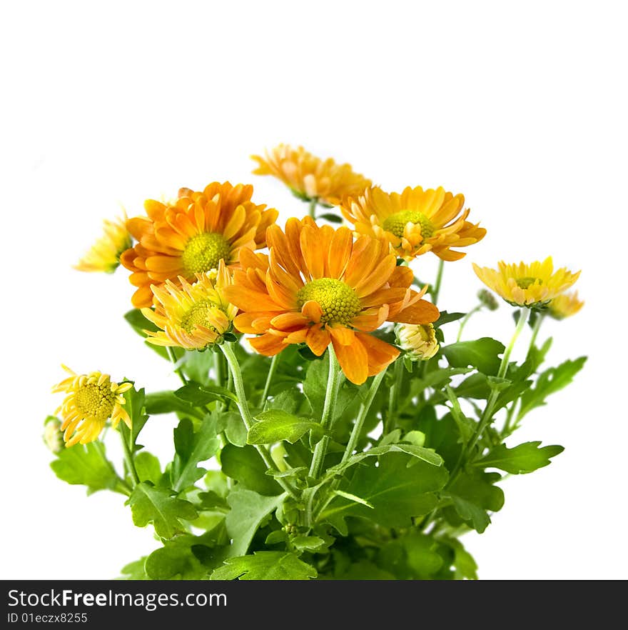 Yellow Chrysanthemum Bouquet Isolated On White