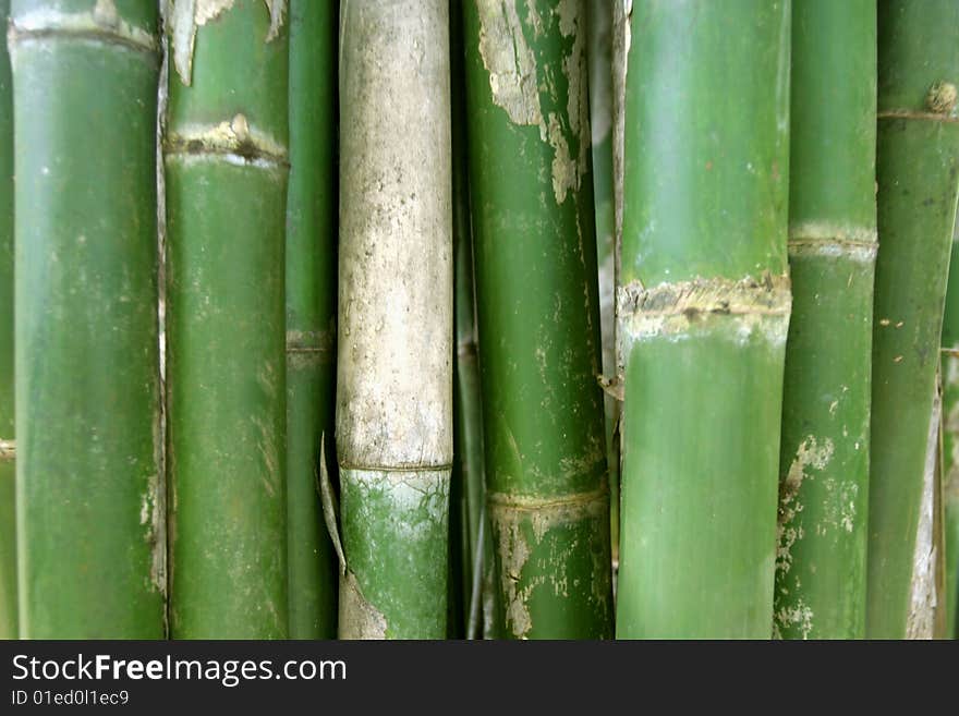 Bamboo trees. background