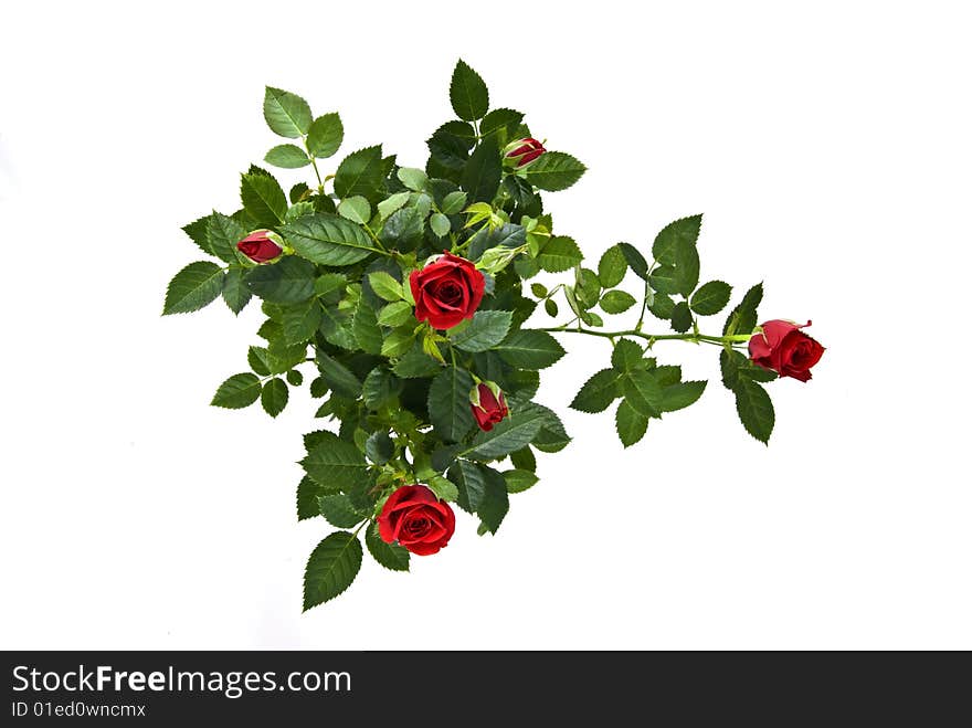 Red roses bouquet isolated on white