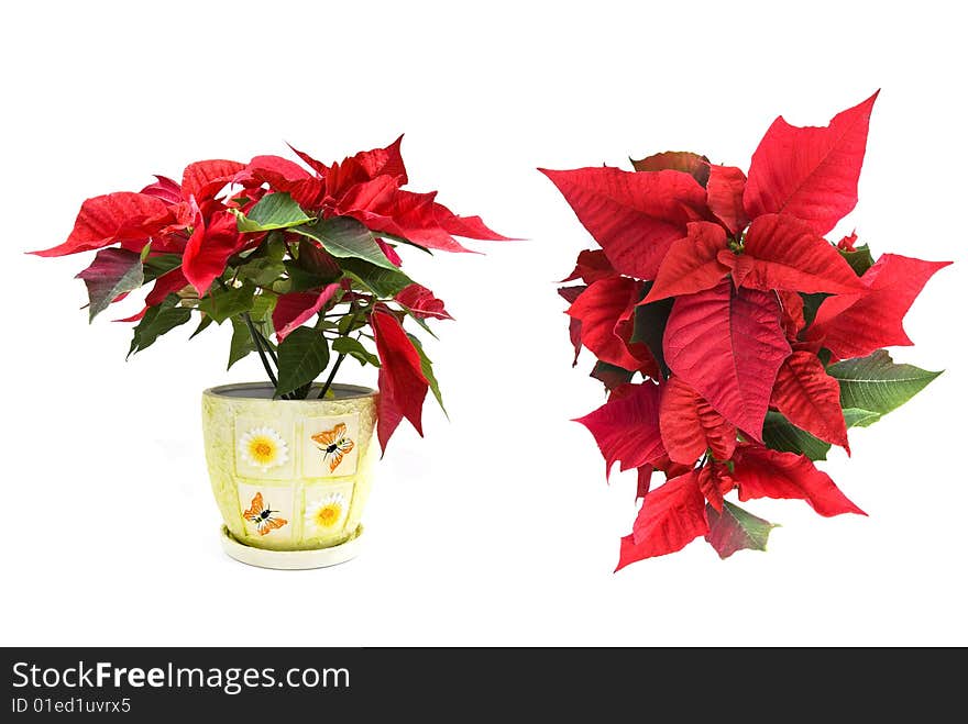 Christmas flower for your design