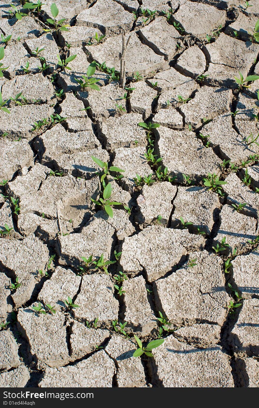 Green plant growing trough dead ground. Green plant growing trough dead ground