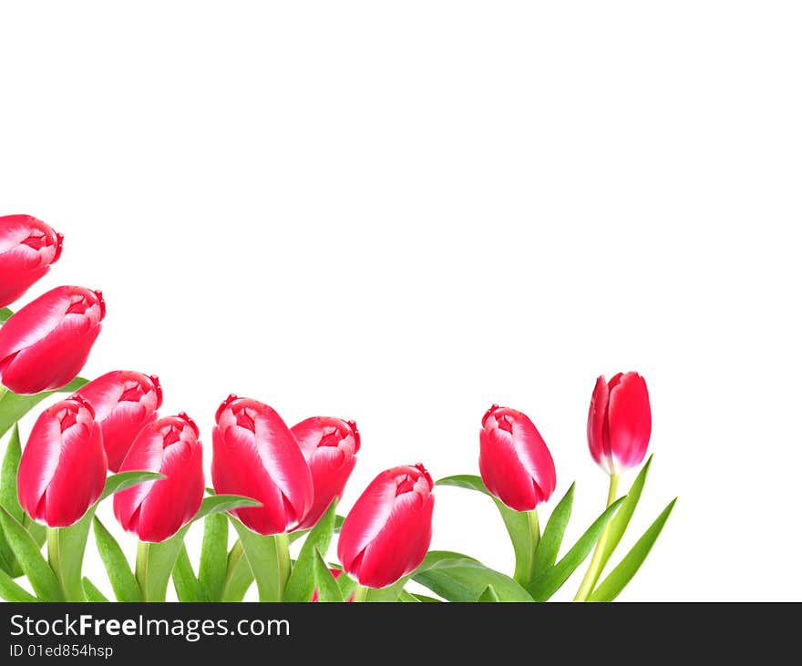 Shot of some pretty tulips on white with room for text. Shot of some pretty tulips on white with room for text