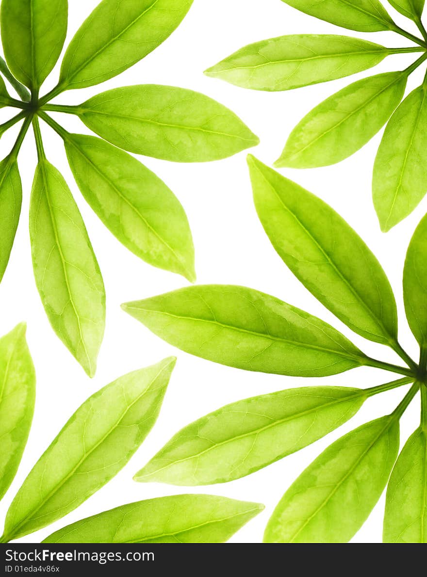 Fresh green leaves isolated on white background