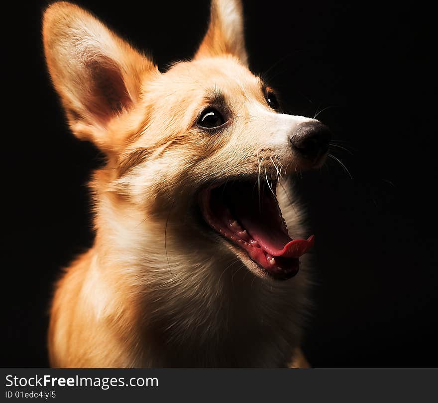 Puppy Welsh Corgi sitting in front of a black  background