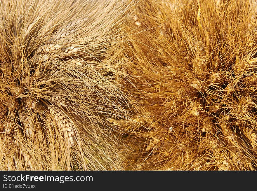 Yellow Wheat Ears