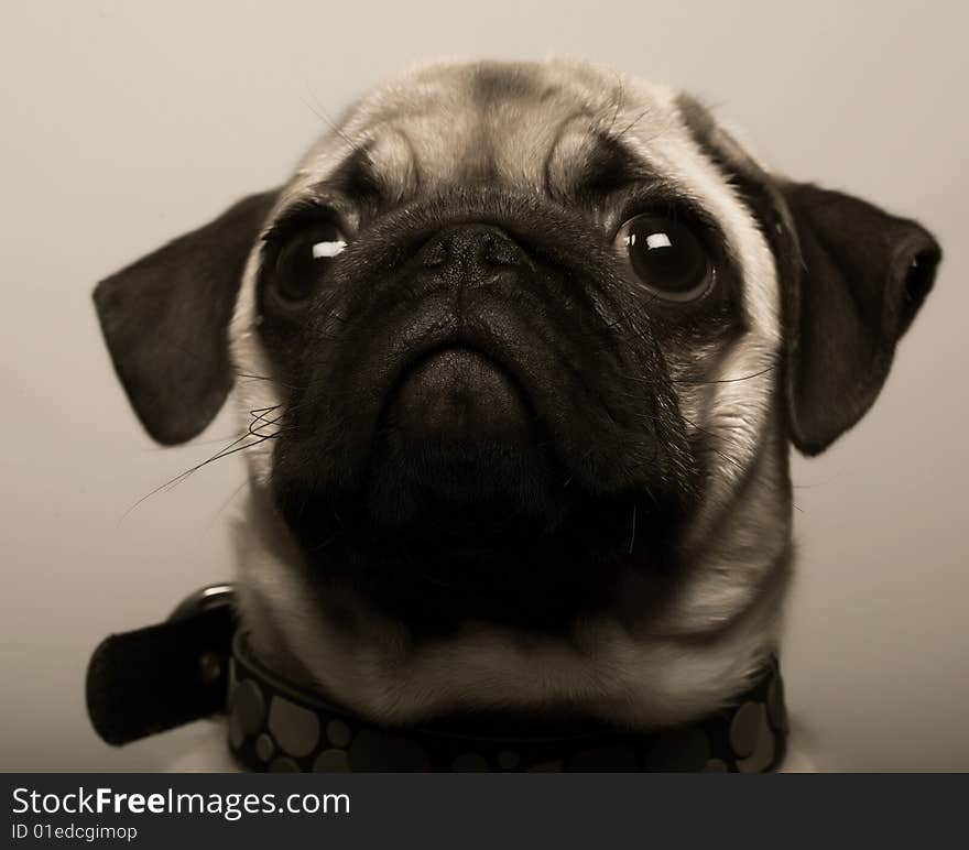 Puppy pug. nice Studio shot.