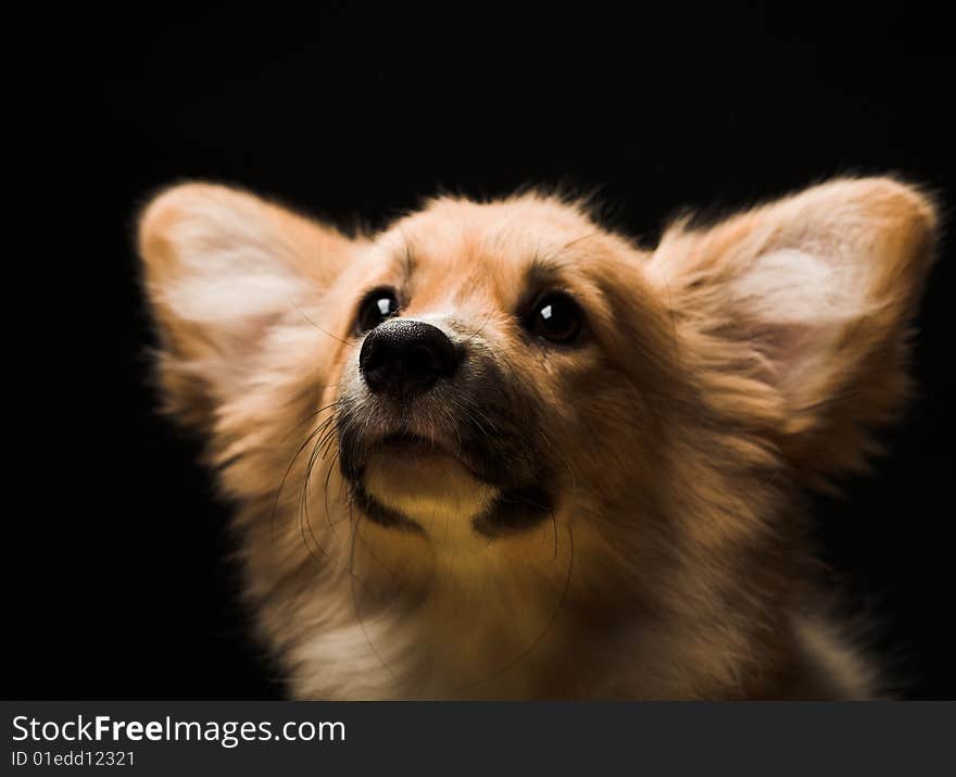 Puppy Welsh Corgi sitting in front of a black  background