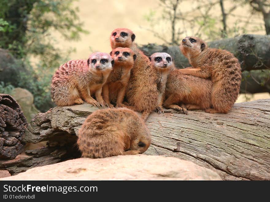 Meerkat Family Get Together