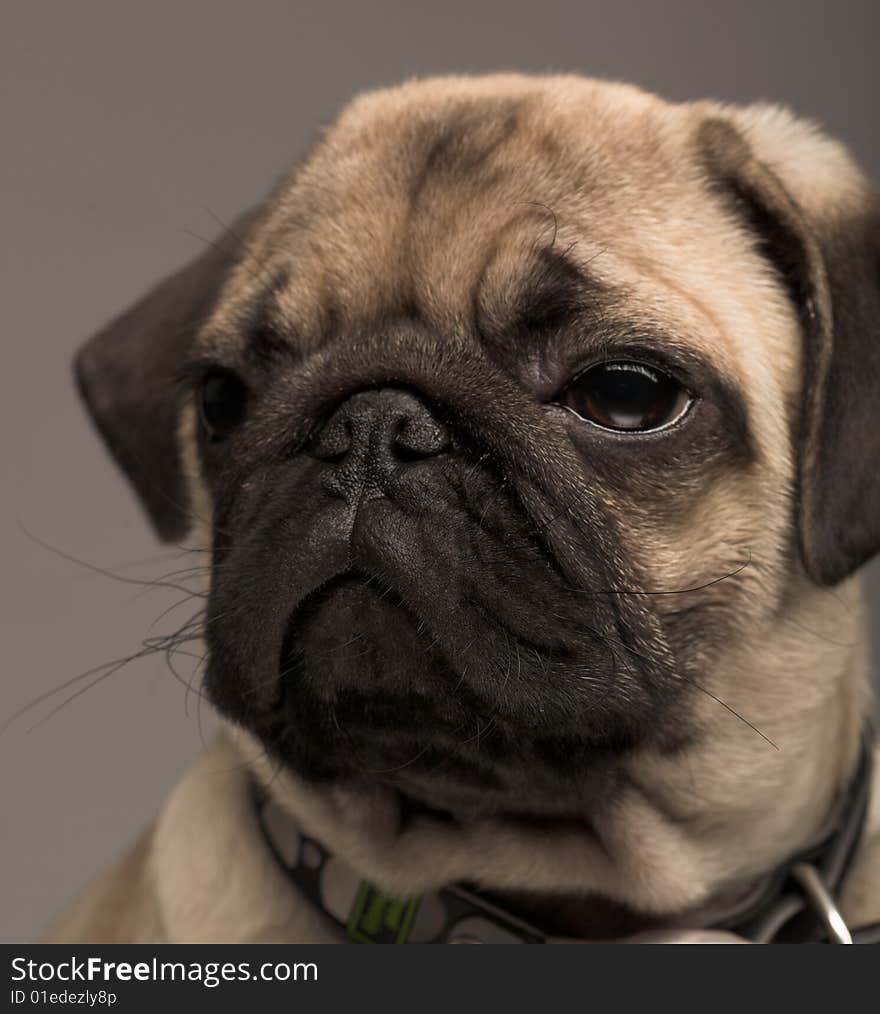 Puppy fun pug. Studio shot. Puppy fun pug. Studio shot.