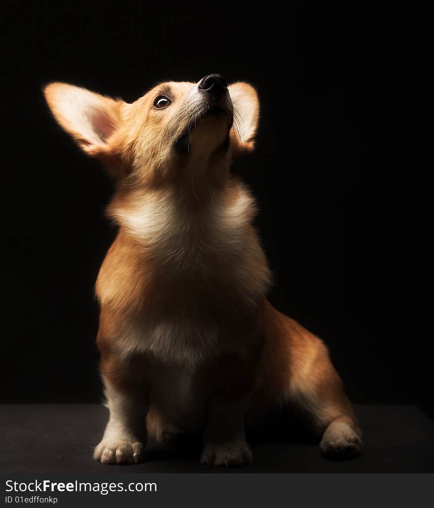 Puppy Welsh Corgi sitting in front of a black  background