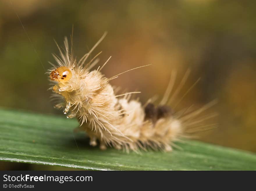 Caterpillar climbing from green leaf