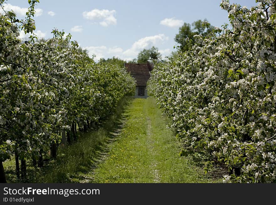 Blossom orchard. Spring. Full of sun.