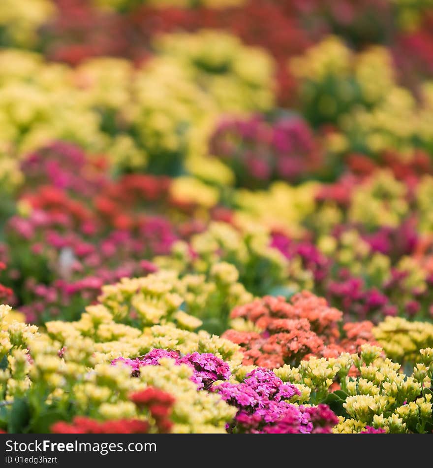 A field full of colorful flowers as far as the eye can see. A field full of colorful flowers as far as the eye can see