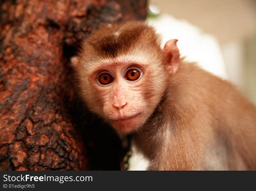 Monkey from asia staring at camera with huge eyes