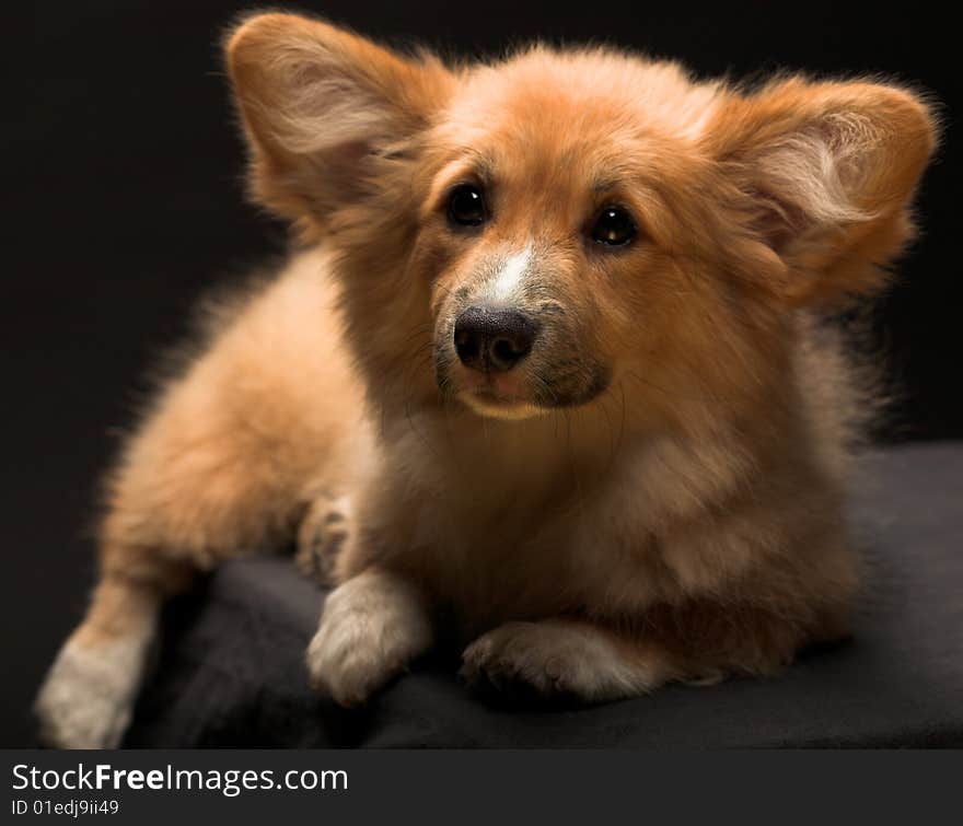 Puppy Welsh Corgi sitting in front of a black  background