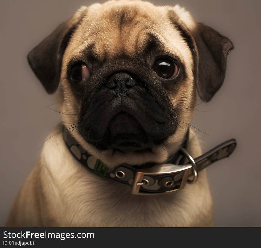 Puppy little pug. Studio shot. Puppy little pug. Studio shot.