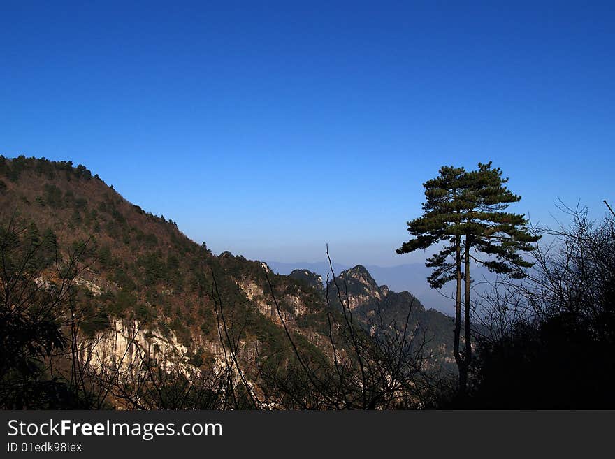 Pine On The Hill Top