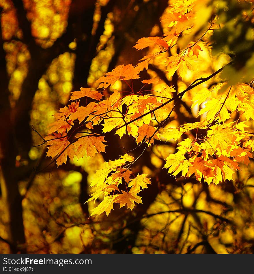 Autumn yellow leaves