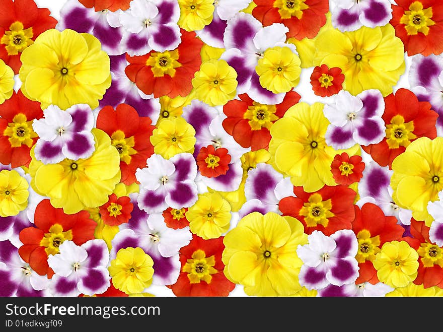 Background from mix of yellow, red and violet flowers. Background from mix of yellow, red and violet flowers