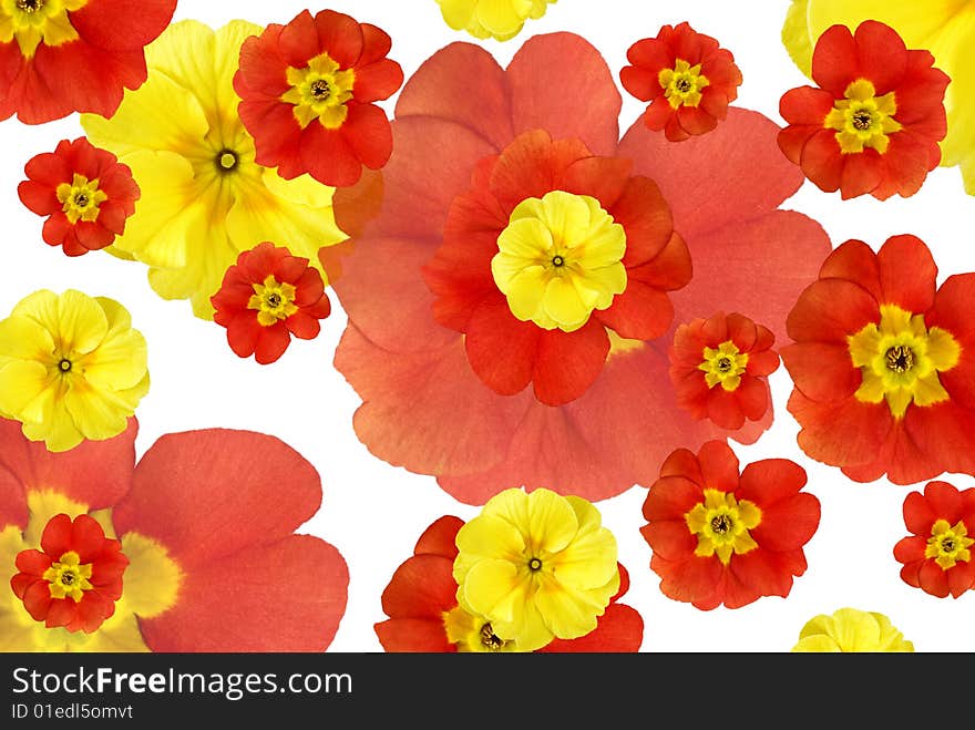 Color Flowers Background