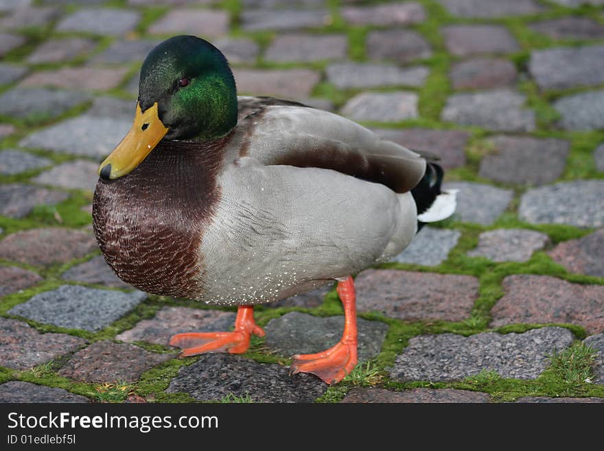 Multi coloured male duck on a duck-board. Multi coloured male duck on a duck-board