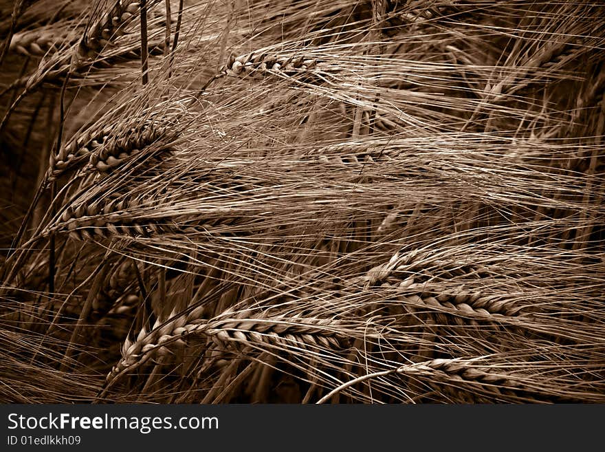 Vintage picture of a wheat field