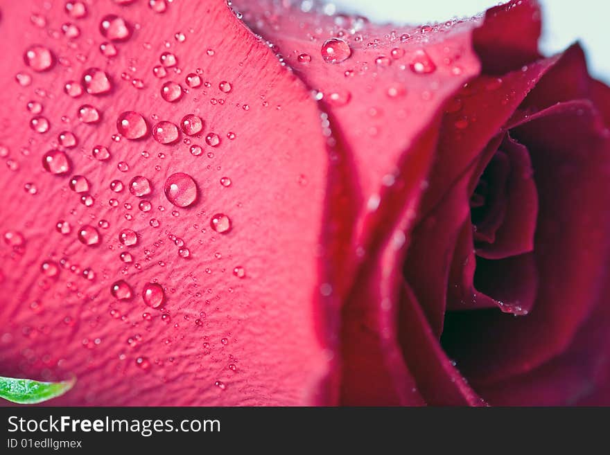 Beautiful red rose with water droplets.