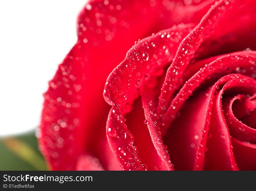 Beautiful red rose with water droplets