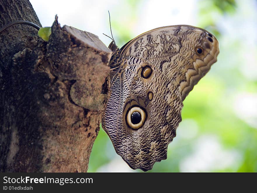 Beautiful Caligo eurilochus Owl butterflies on tree. its a butterfly from the Nymphalidae family and subfamily morphina. They are found in the rainforests and secondary forests of Mexico, Central and South America