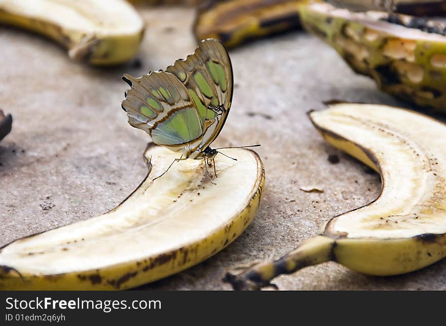 Beautiful monarch buttery on banana. Beautiful monarch buttery on banana