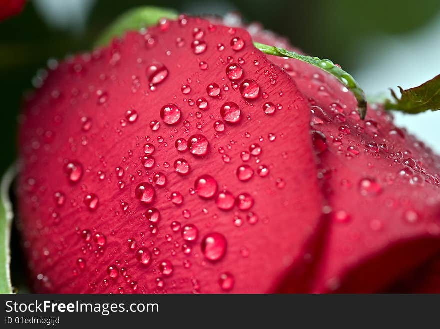 Beautiful red rose with water droplets.