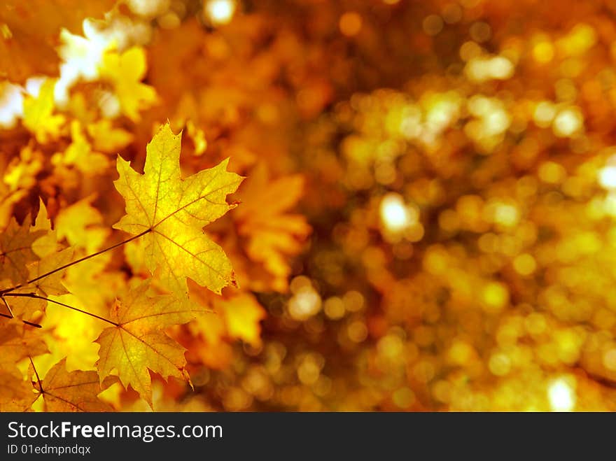 Autumn yellows leaves